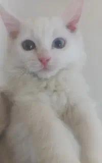 گربه