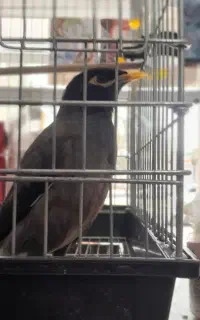 مرغ مینا