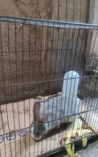 خرگوش کوچولو