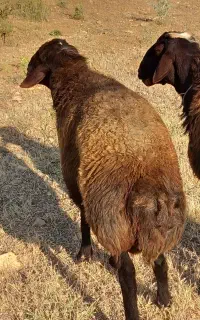 قوچ افشاری