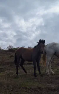 کره اسب خوش برو رو جوان