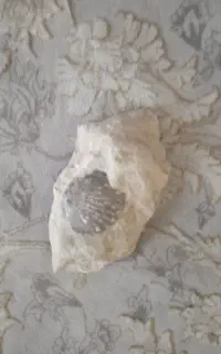 فسیل سنگ