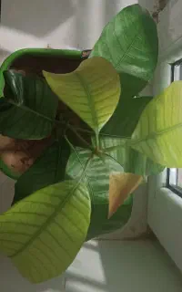 نهال انبه