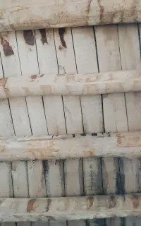 فروش چوب سپیدار خشک اصل