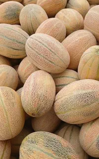 هنداونه