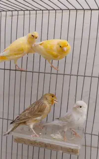 قناری نر ۴عدد