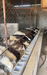 بره سبک