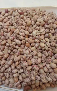 لوبیا چیتی