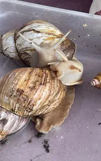 فروش حلزون و پرورش حلزون