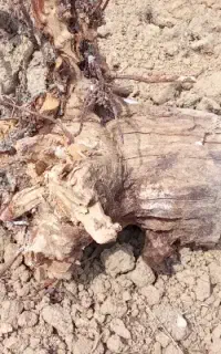 ریشه درخت سیب .