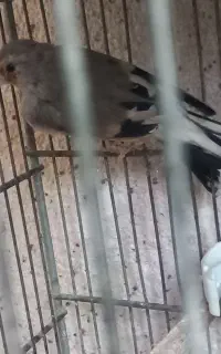دوعدد سهره با قفس لوازم