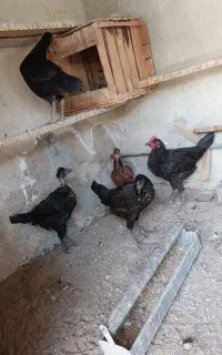 خلفه محل اصل