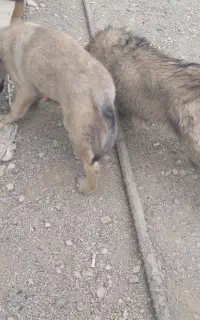 سگه سرابی
