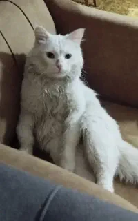 گربه