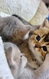 حراج گربه های اشرافی