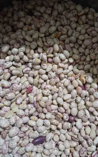 لوبیا چیتی
