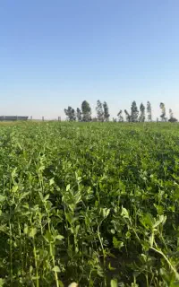 یونجه پرس