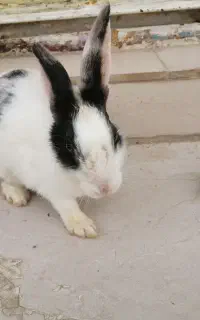 خرگوش
