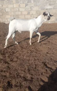 نر سومال درجه یک