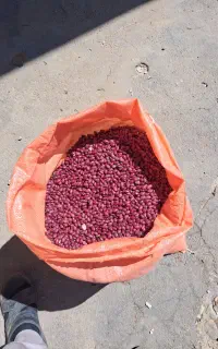 لوبیاقرمز