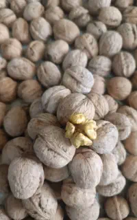 گردوتازه مغزسفید چرب ودرجه یک