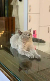 گربه اسکاتیش فروش فوری