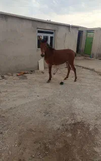 اسب و قاطر