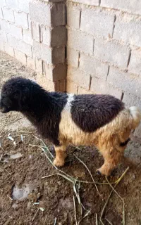 بره