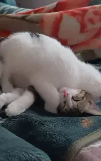 گربه