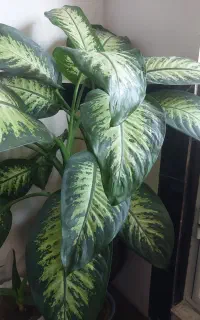 گل طبیعی
