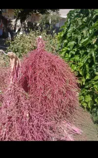 جارو محلی