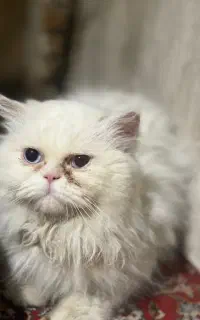 گربه پرشین چشم آبی