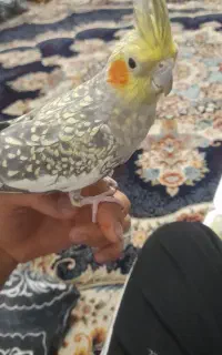 عروس گمشده