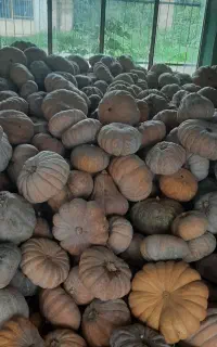 فروش کدو بهاره کلی وجزئی