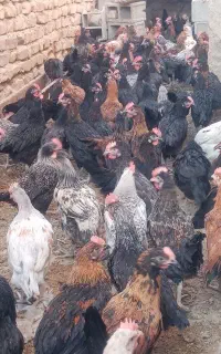 جوجه خروس محلی