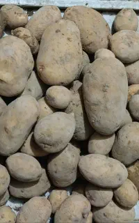 سیب زمینی