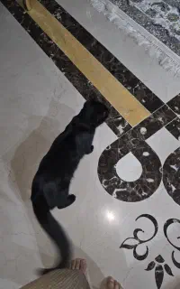 واگذاری گربه