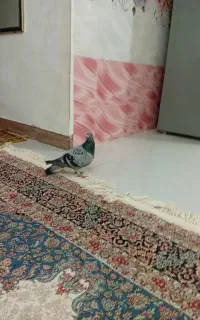 کبوتر مسافتی