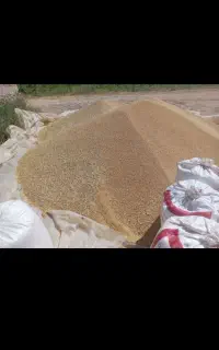 جو گوسفند