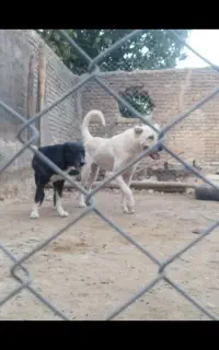 واگذاری سگ سرابی گله ای نگهبان