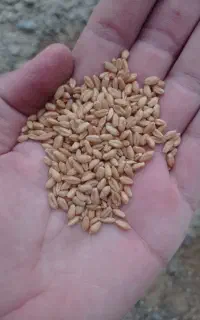 گندم کوهدشت