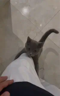 گربه بریتیش بلو
