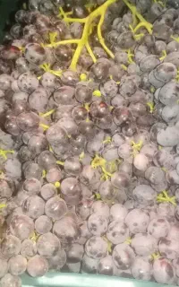 انگور سیاه بی دانه