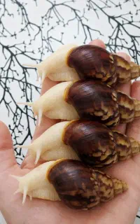 حلزون طبی یزد