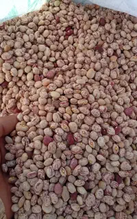 فروش لوبیا چیتی