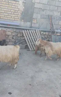 بز و بزغاله