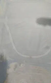 گربه خانگی دوست داشتنی