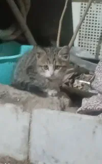 گربه