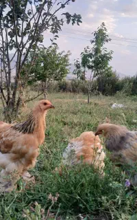 جوجه برهما 3 ماهه