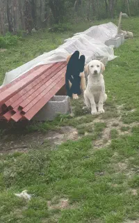 توله خراسانی